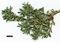 SpeciesSub: subsp. jasminea
